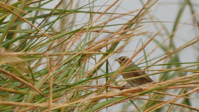 Nelson's Sparrow (Interior) - ML266415281
