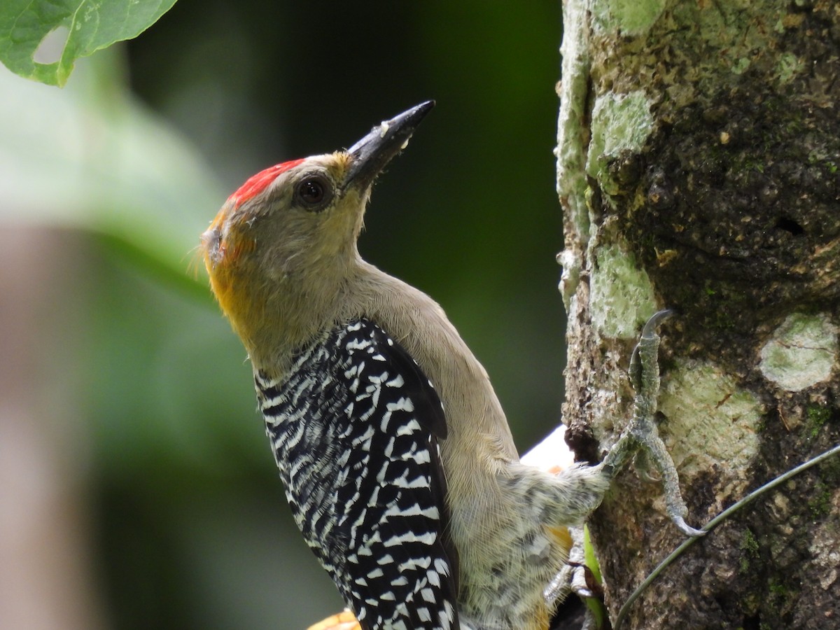 Hoffmann's Woodpecker - Carlos Ulate