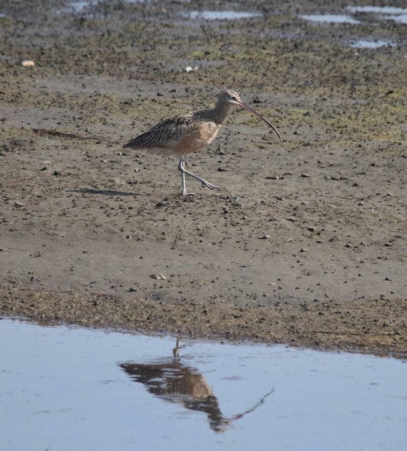 Long-billed Curlew - ML266419921