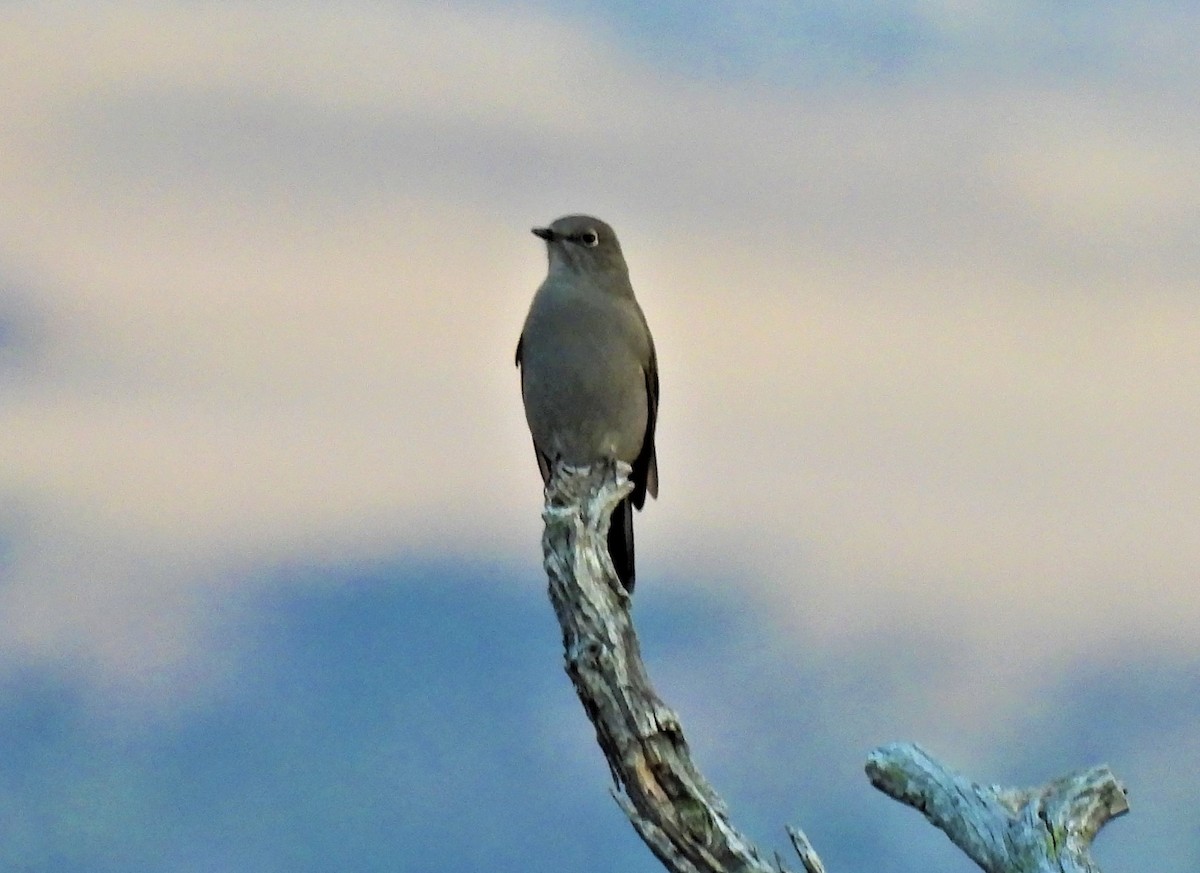 Townsend's Solitaire - ML266421391