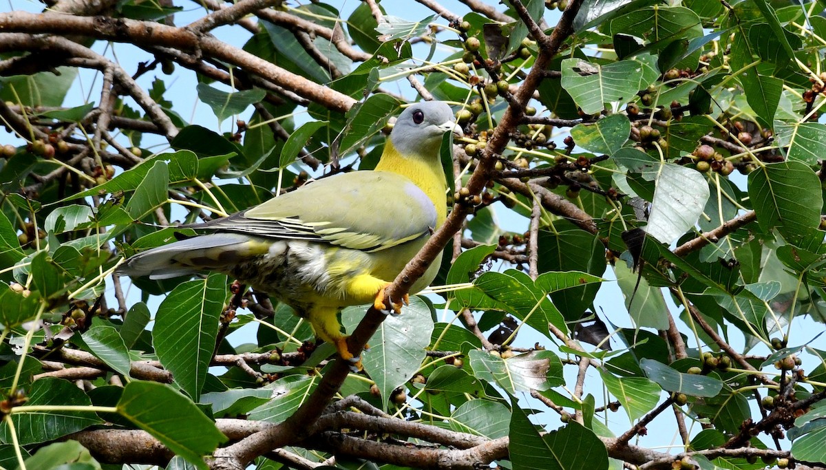 Yellow-footed Green-Pigeon - ML266423421