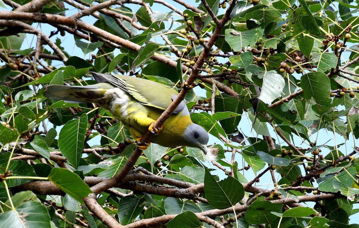 Yellow-footed Green-Pigeon - ML266423441