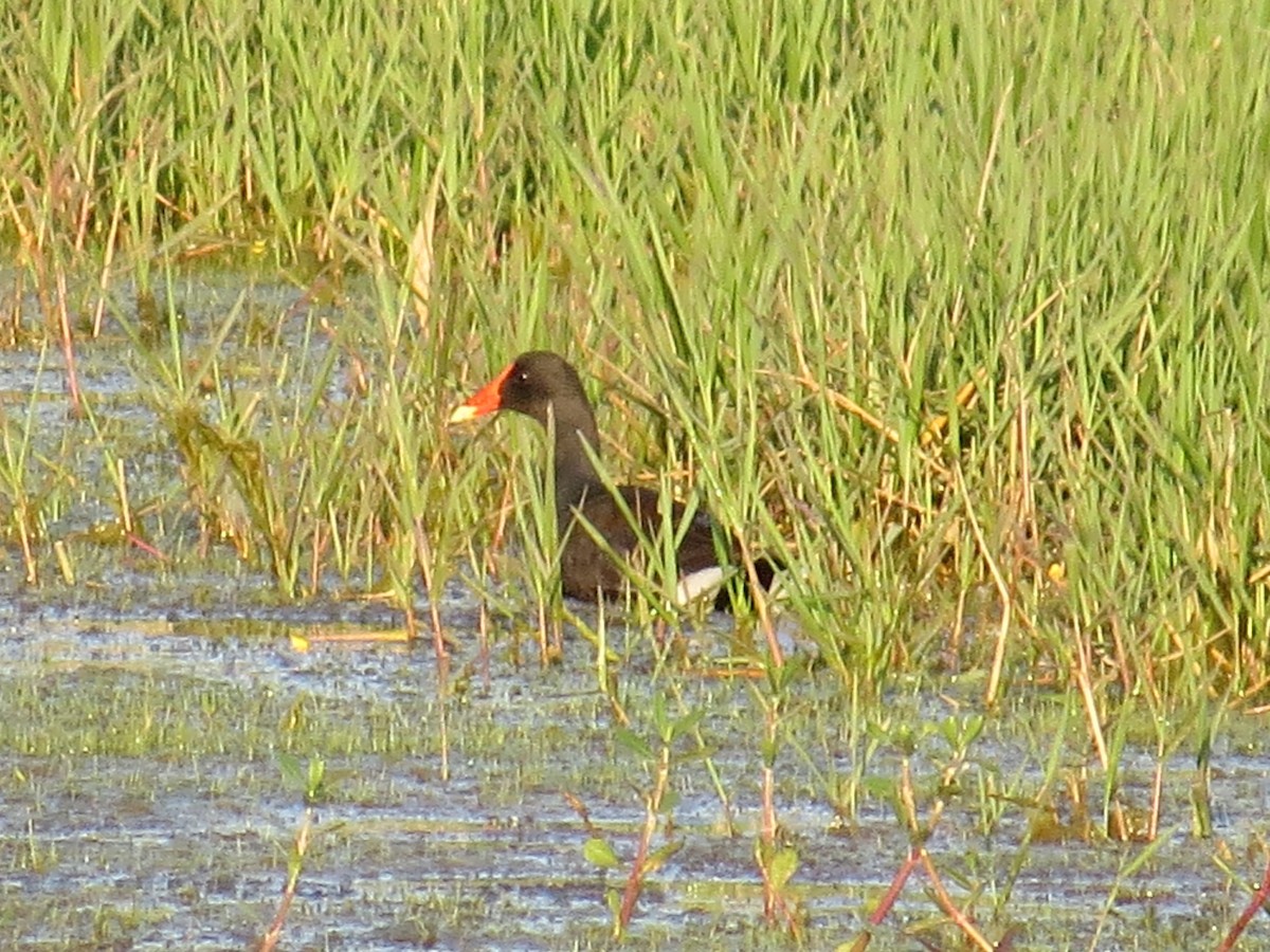 Common Gallinule - Holly Cox