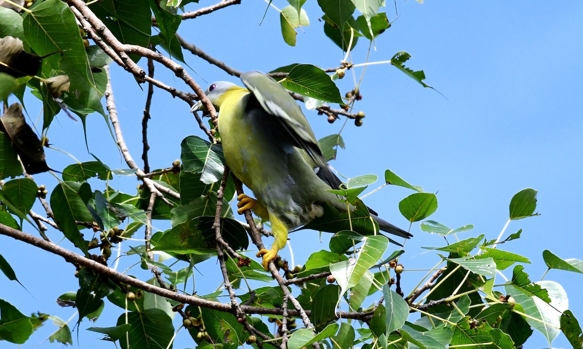 Yellow-footed Green-Pigeon - ML266424421