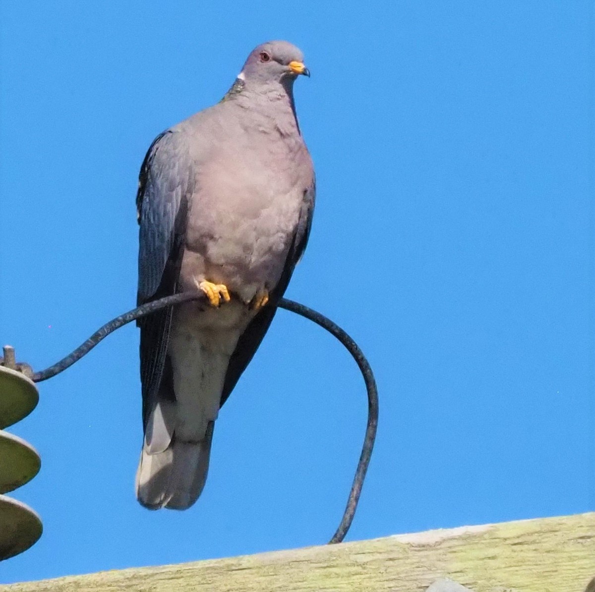 Band-tailed Pigeon - David Sexton