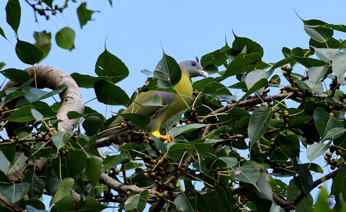 Yellow-footed Green-Pigeon - ML266425941