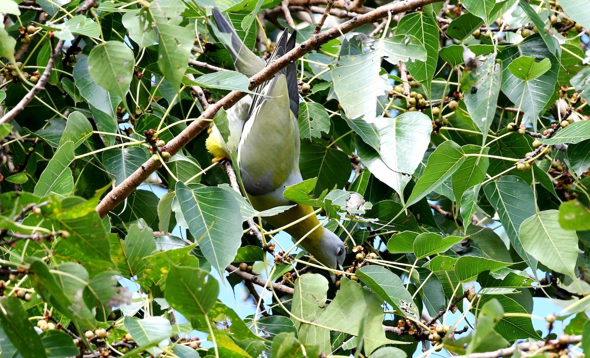Yellow-footed Green-Pigeon - mathew thekkethala