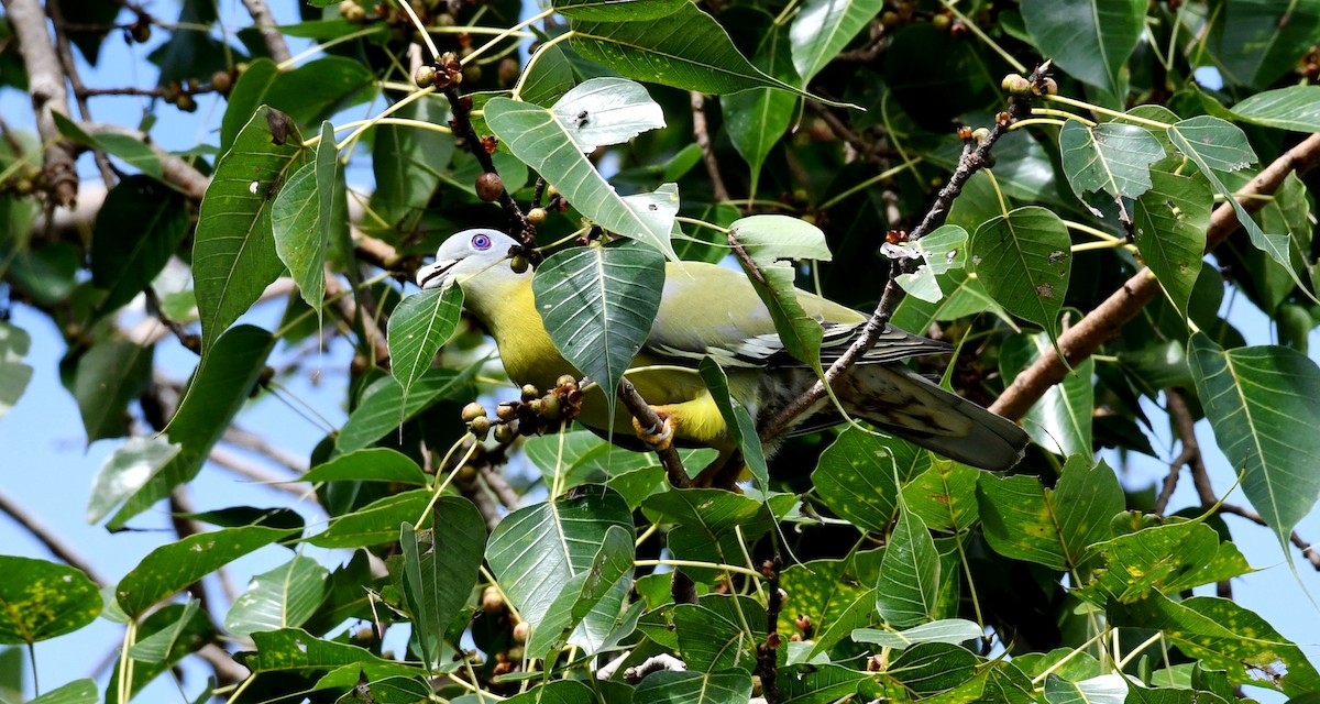 Yellow-footed Green-Pigeon - ML266427361