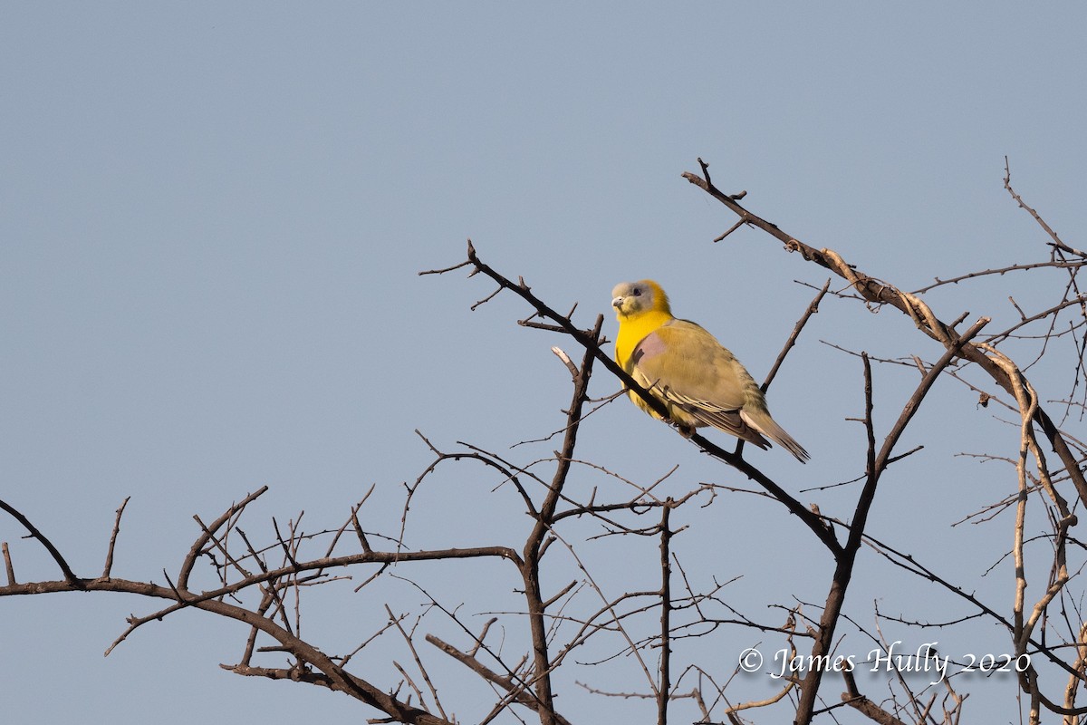 Yellow-footed Green-Pigeon - ML266428561