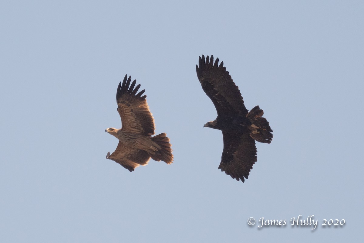 Greater Spotted Eagle - ML266429541