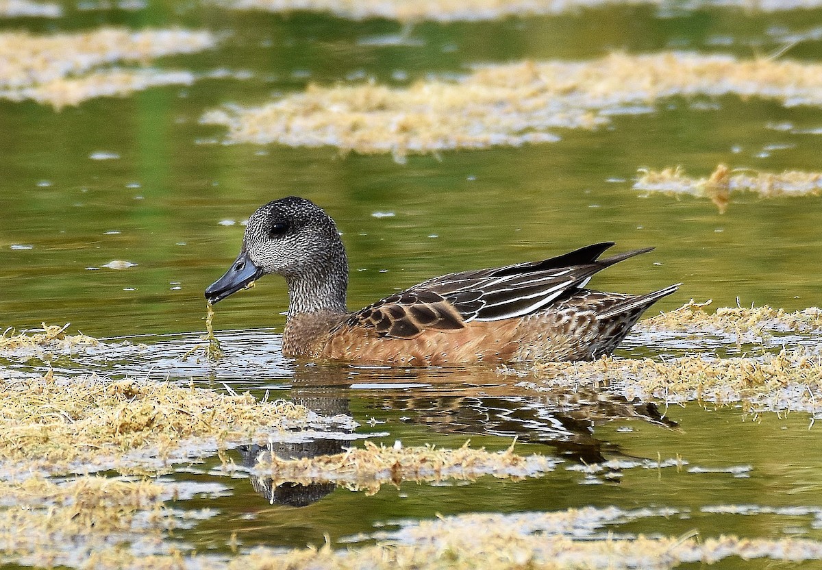 American Wigeon - Francois Cloutier