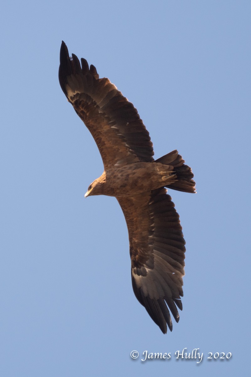 Greater Spotted Eagle - ML266430111