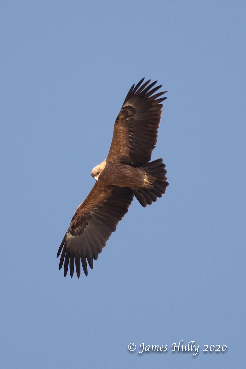 Greater Spotted Eagle - ML266430211