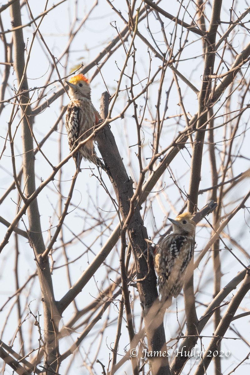Yellow-crowned Woodpecker - ML266430471