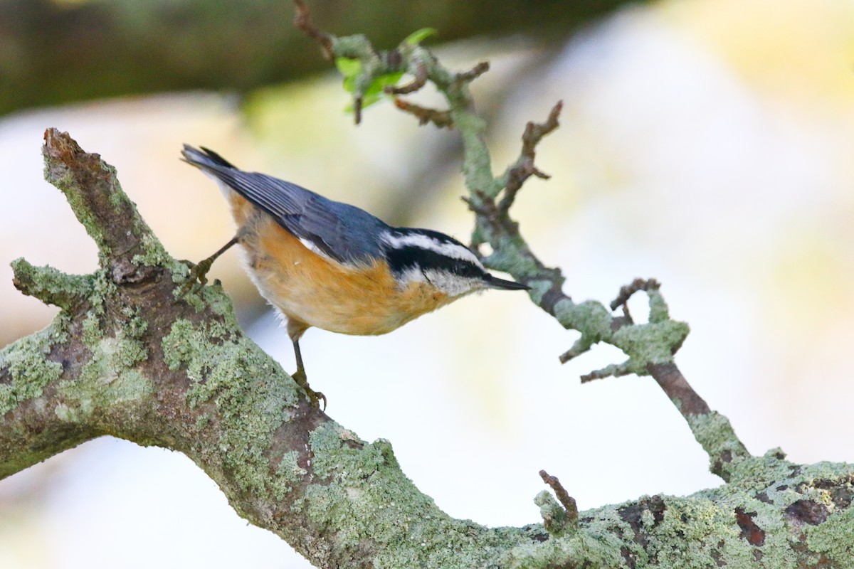 Red-breasted Nuthatch - Devin Griffiths