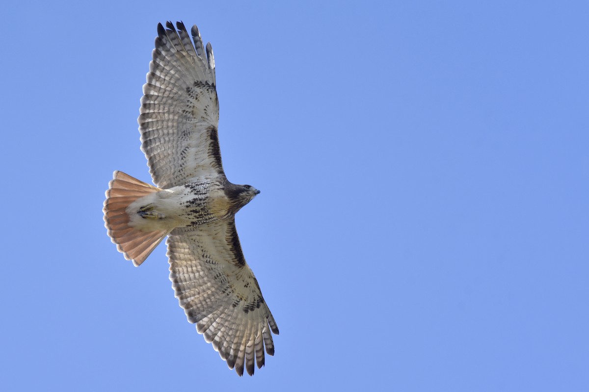 Red-tailed Hawk - Daniel Irons