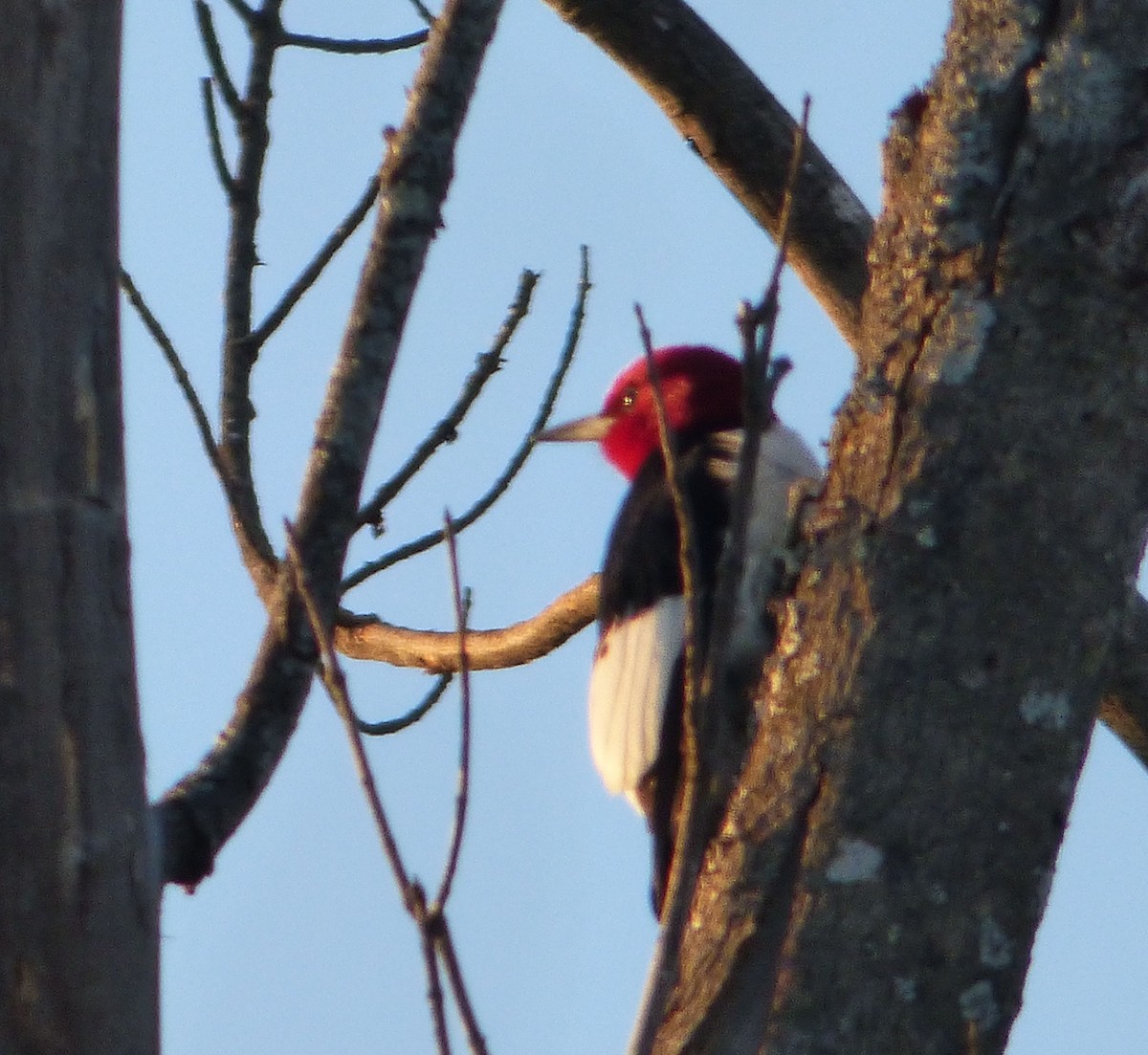 Red-headed Woodpecker - ML26643561