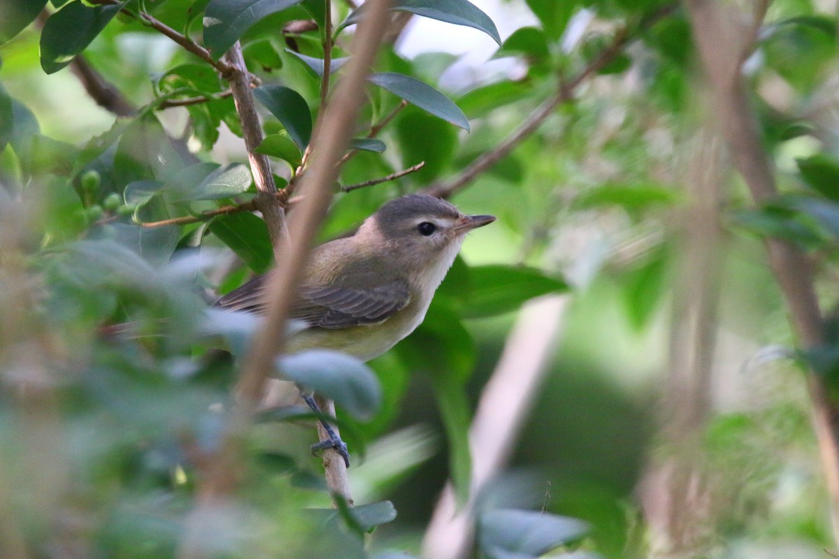 Warbling Vireo - Devin Griffiths