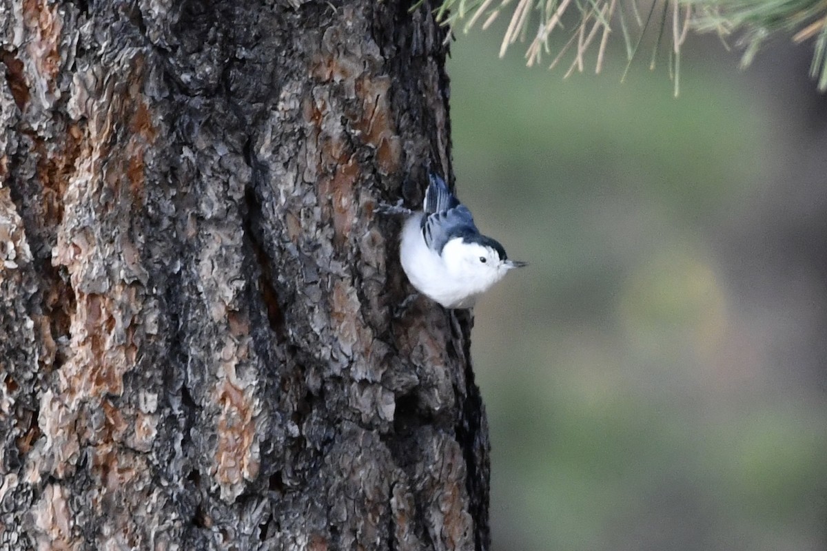 White-breasted Nuthatch - ML266437931