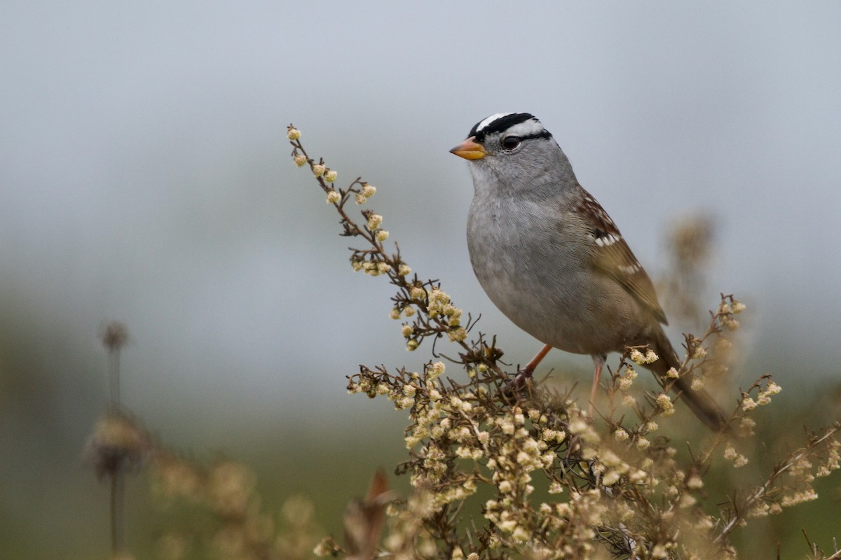 White-crowned Sparrow (Gambel's) - Will Sweet