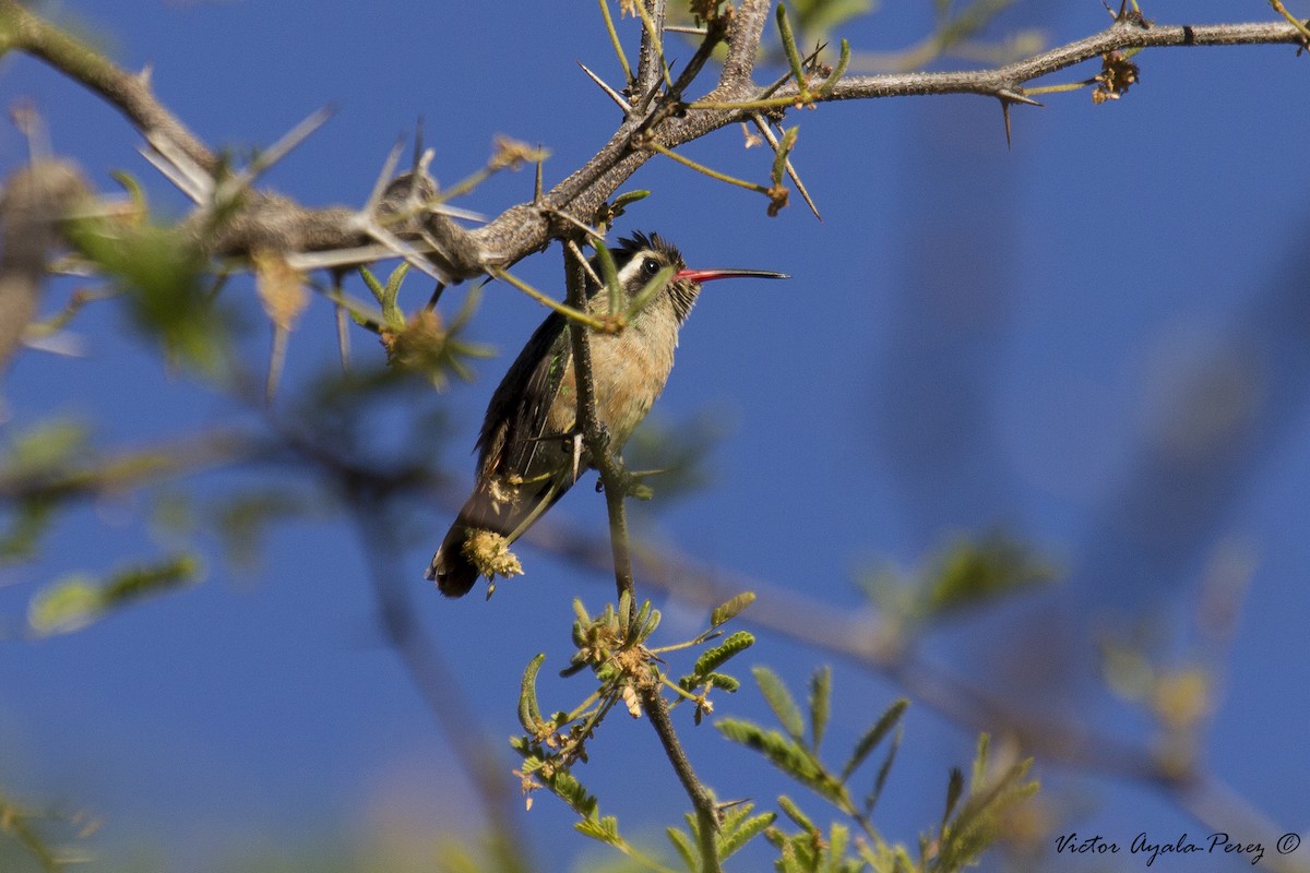 Xantus's Hummingbird - Victor O. Ayala Perez