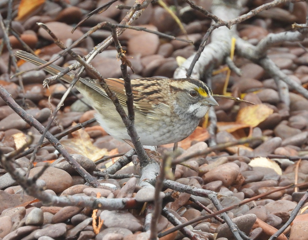White-throated Sparrow - Michael W. Sack