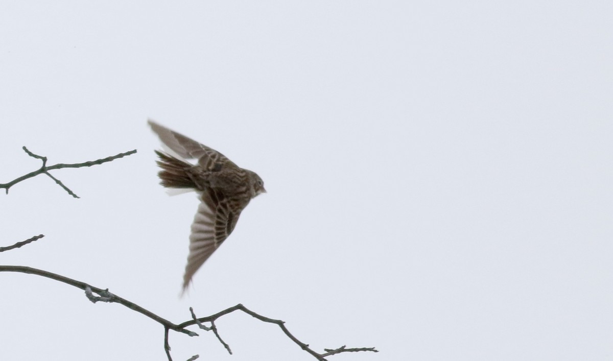Vesper Sparrow - Jay McGowan
