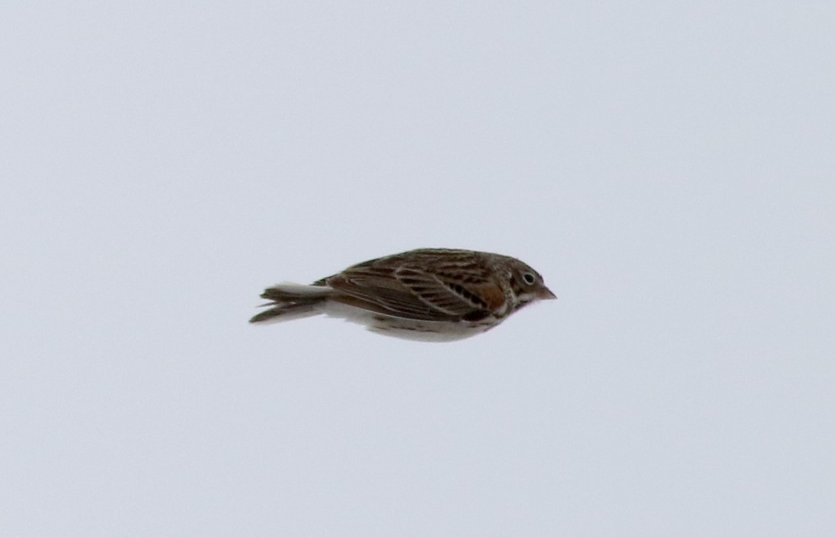 Vesper Sparrow - ML26644851
