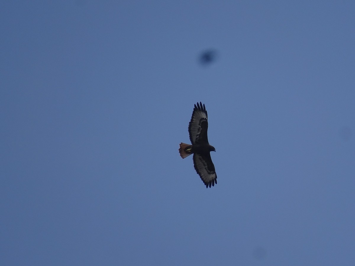 Red-tailed Hawk - ML266453041