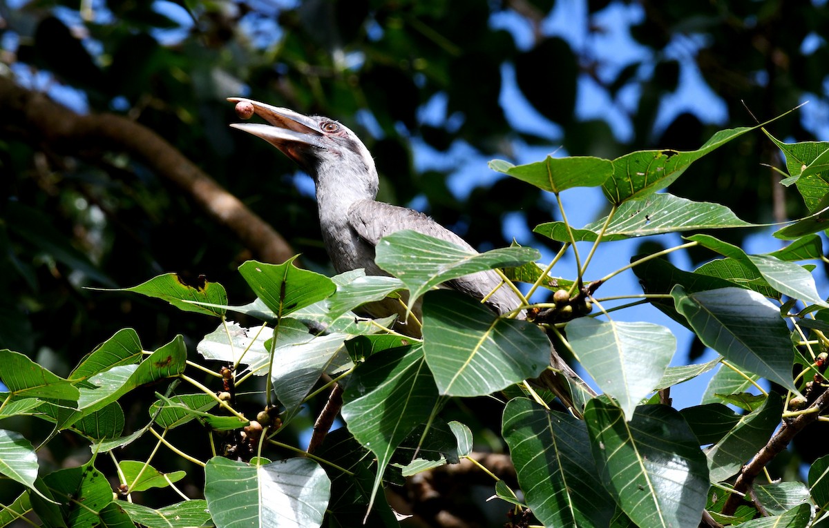 Indian Gray Hornbill - mathew thekkethala