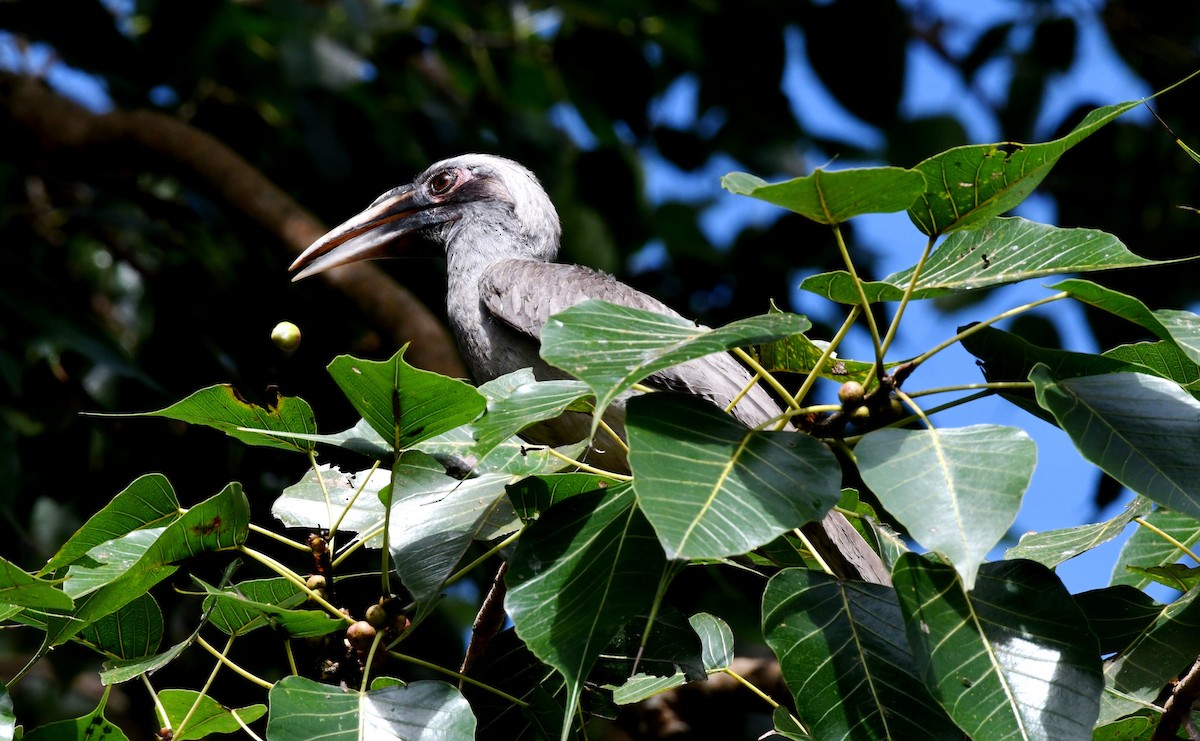 Indian Gray Hornbill - ML266455161