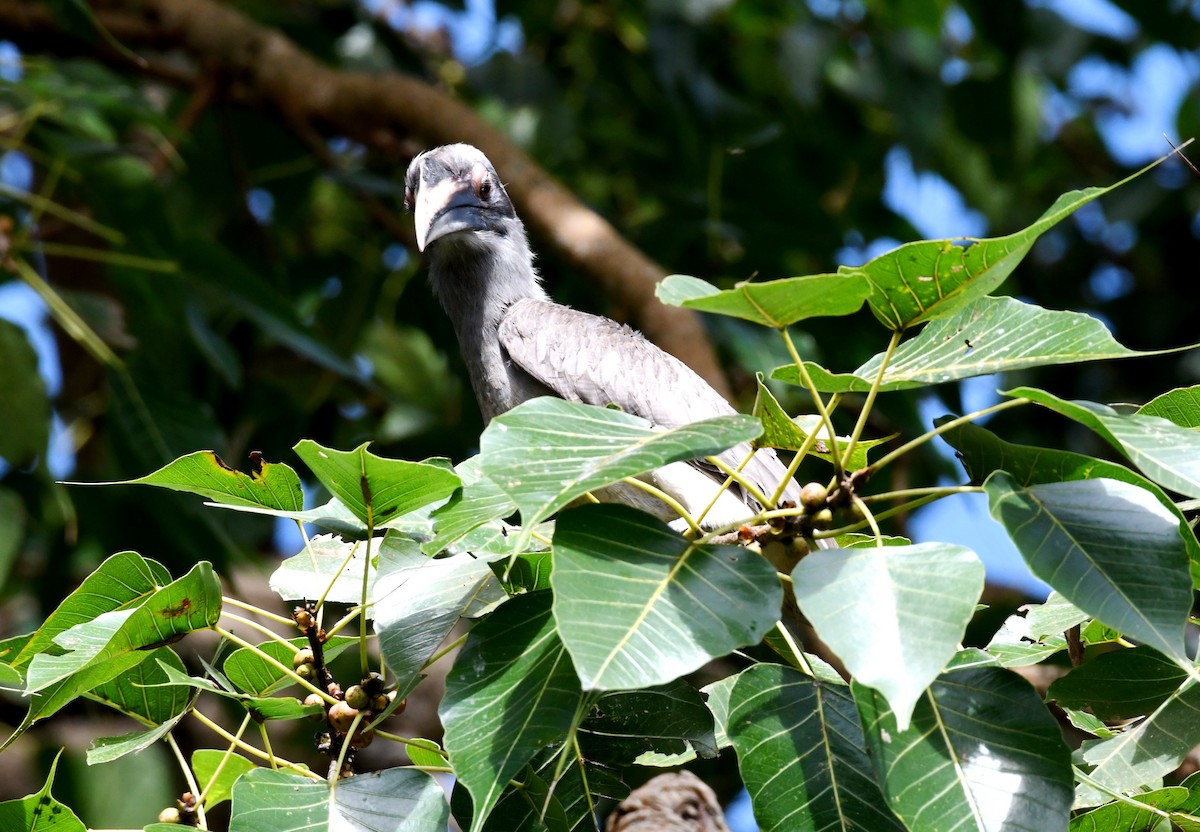Indian Gray Hornbill - ML266455341
