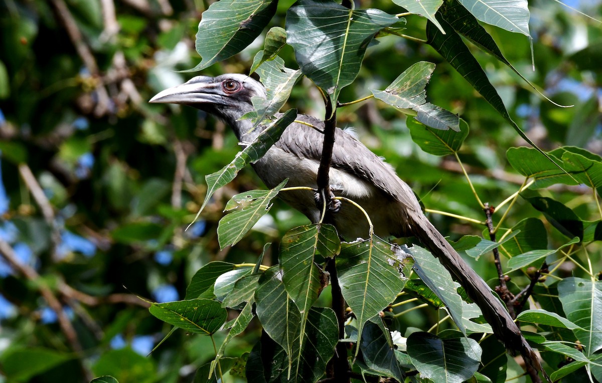 Indian Gray Hornbill - ML266455501