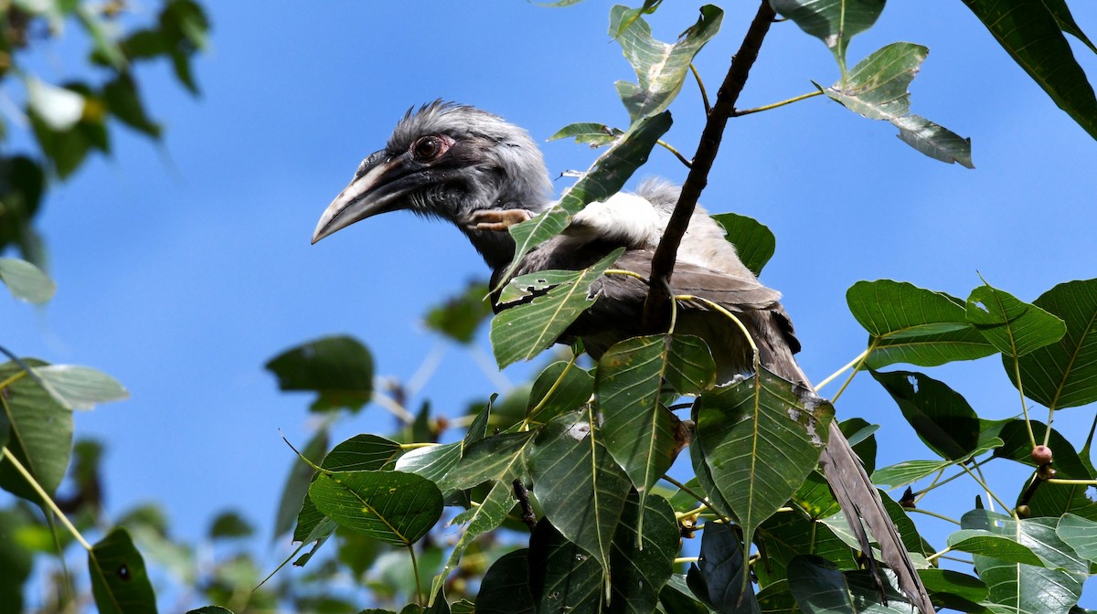 Indian Gray Hornbill - ML266455661