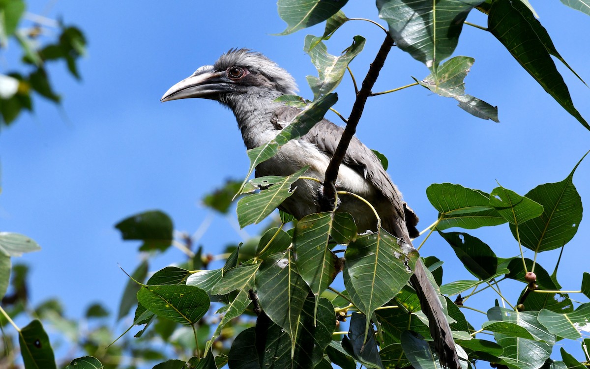 Indian Gray Hornbill - mathew thekkethala