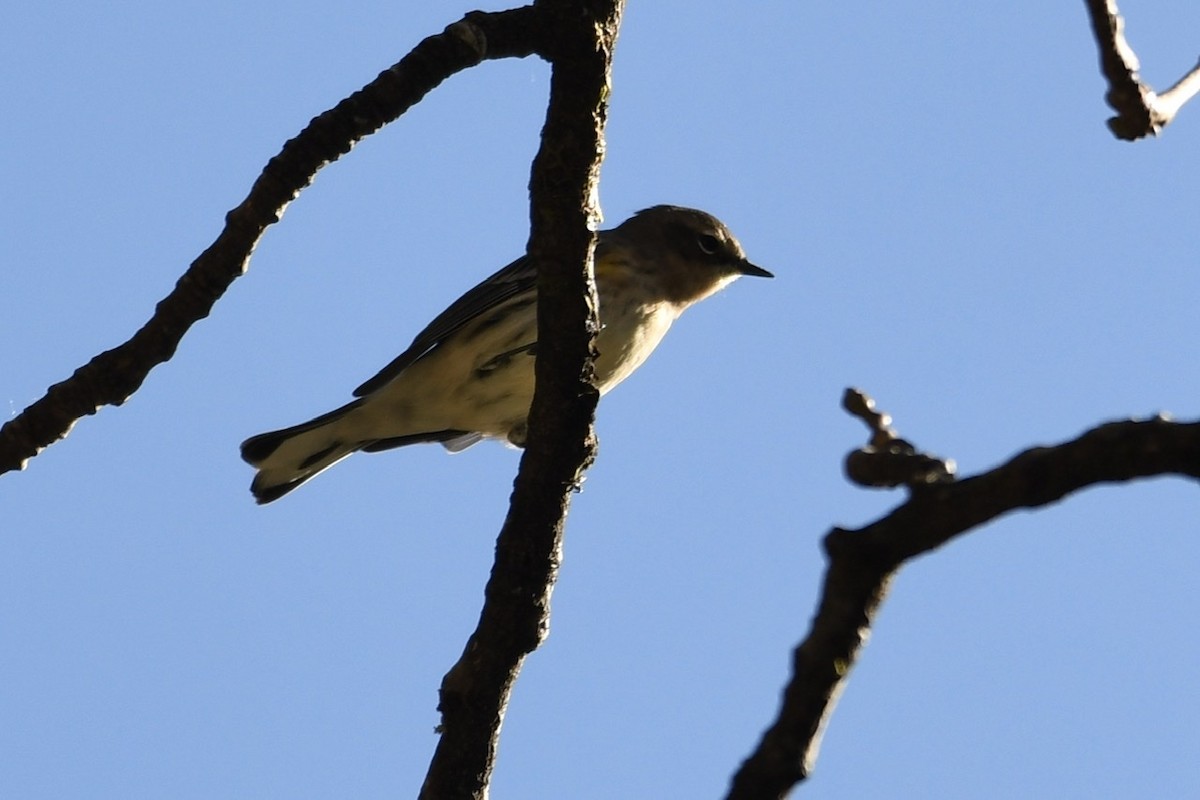 Yellow-rumped Warbler (Audubon's) - ML266457191