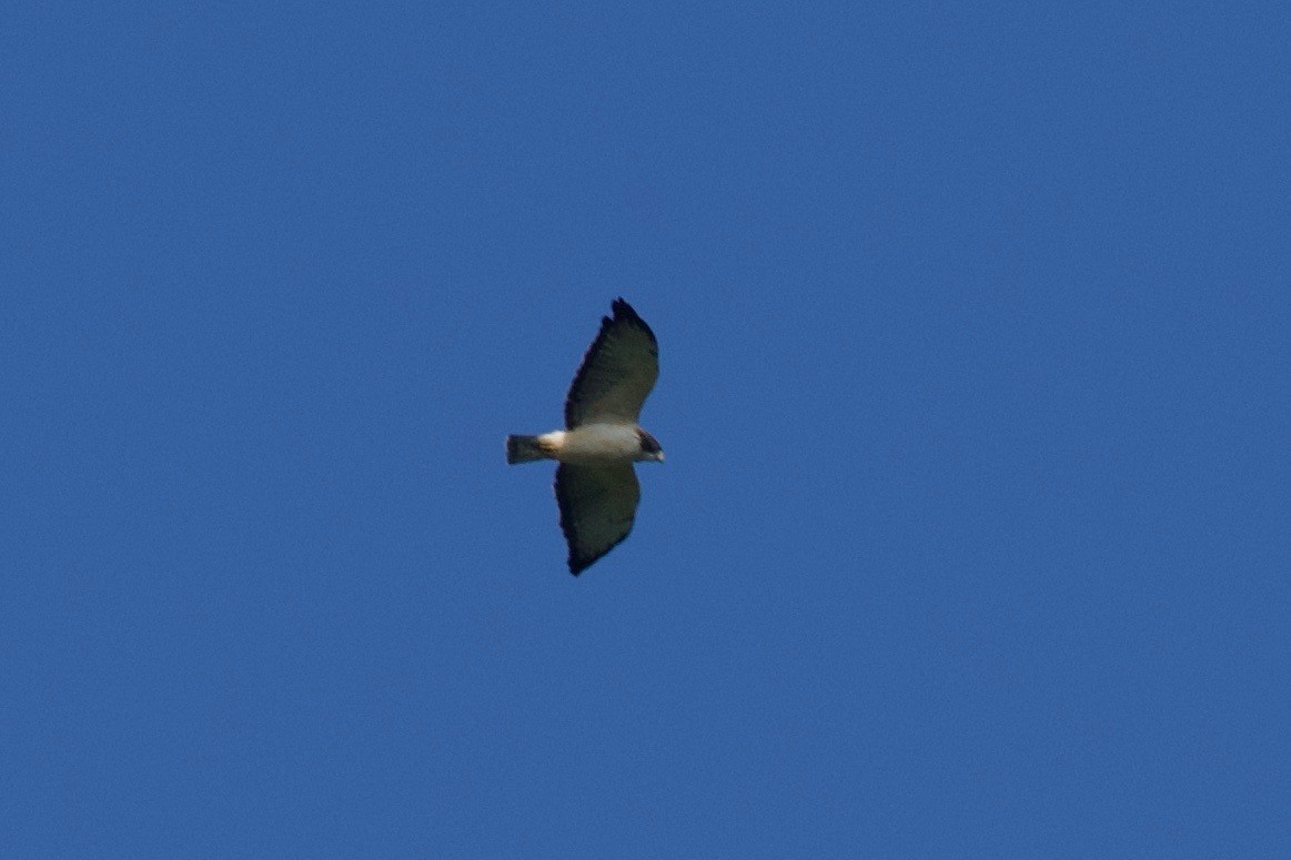 White-tailed Hawk - Johan Bergkvist