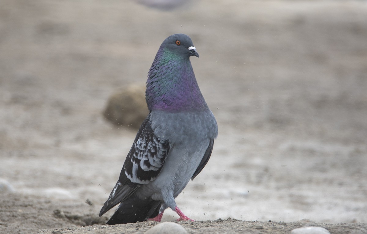 Rock Pigeon (Feral Pigeon) - David F. Belmonte