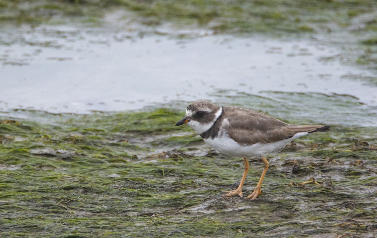Semipalmated Plover - ML266462161