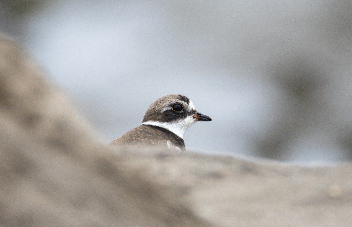 Semipalmated Plover - ML266462171