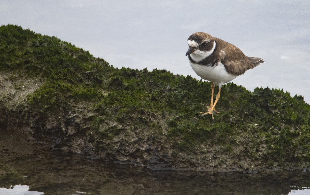 Semipalmated Plover - ML266462181