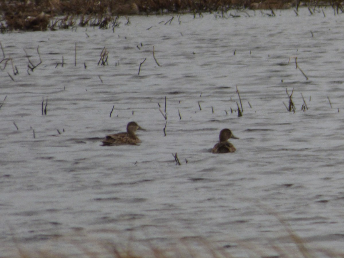 Green-winged Teal - ML266466161