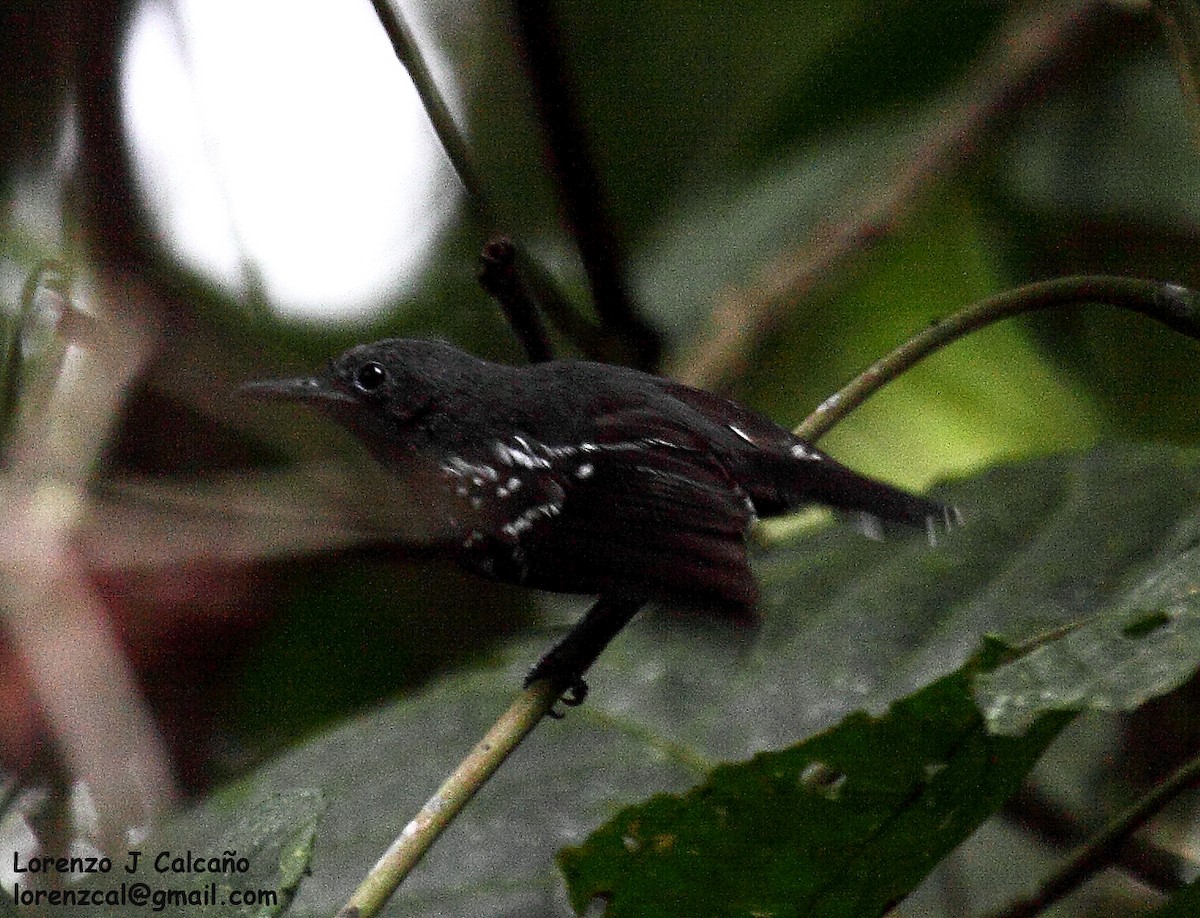 Spot-winged Antbird - ML266467231