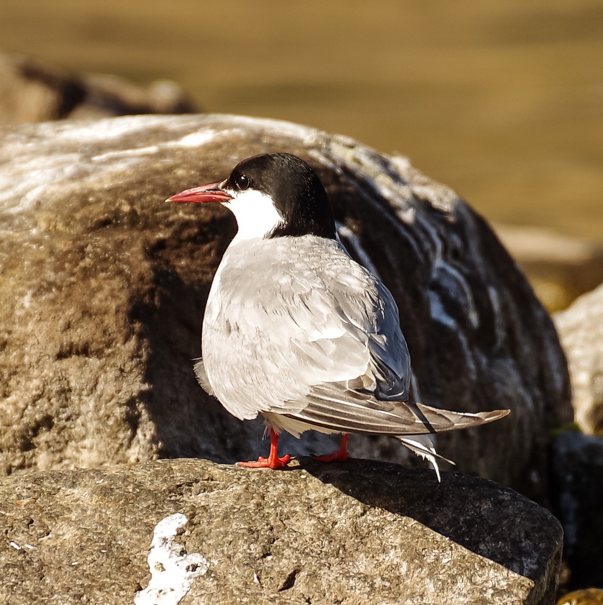Arctic Tern - Les Dewar