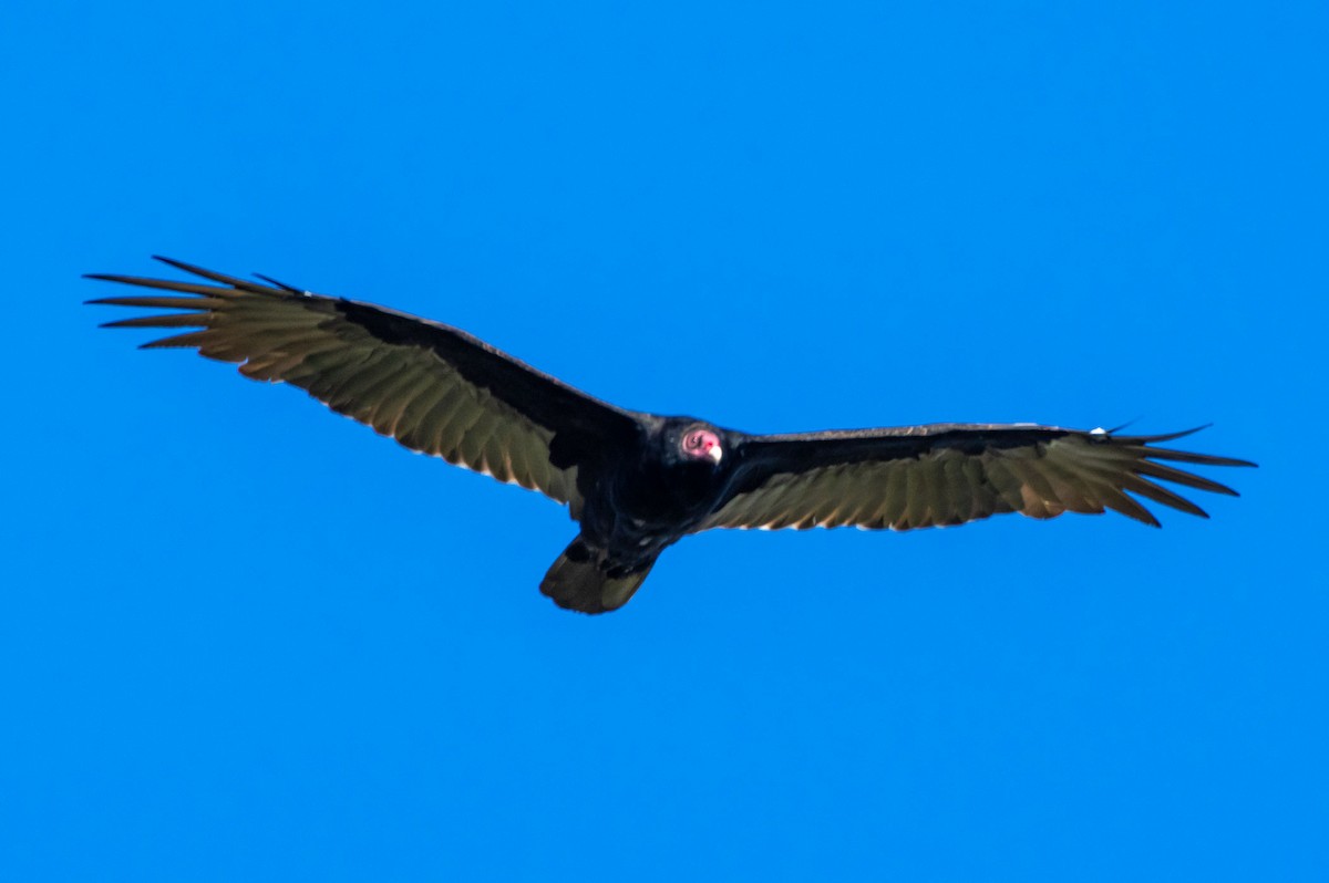 Turkey Vulture - ML266469041
