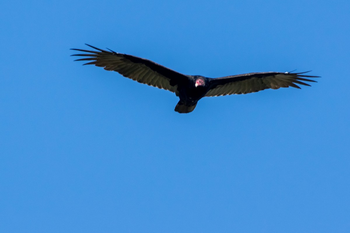 Turkey Vulture - ML266469051