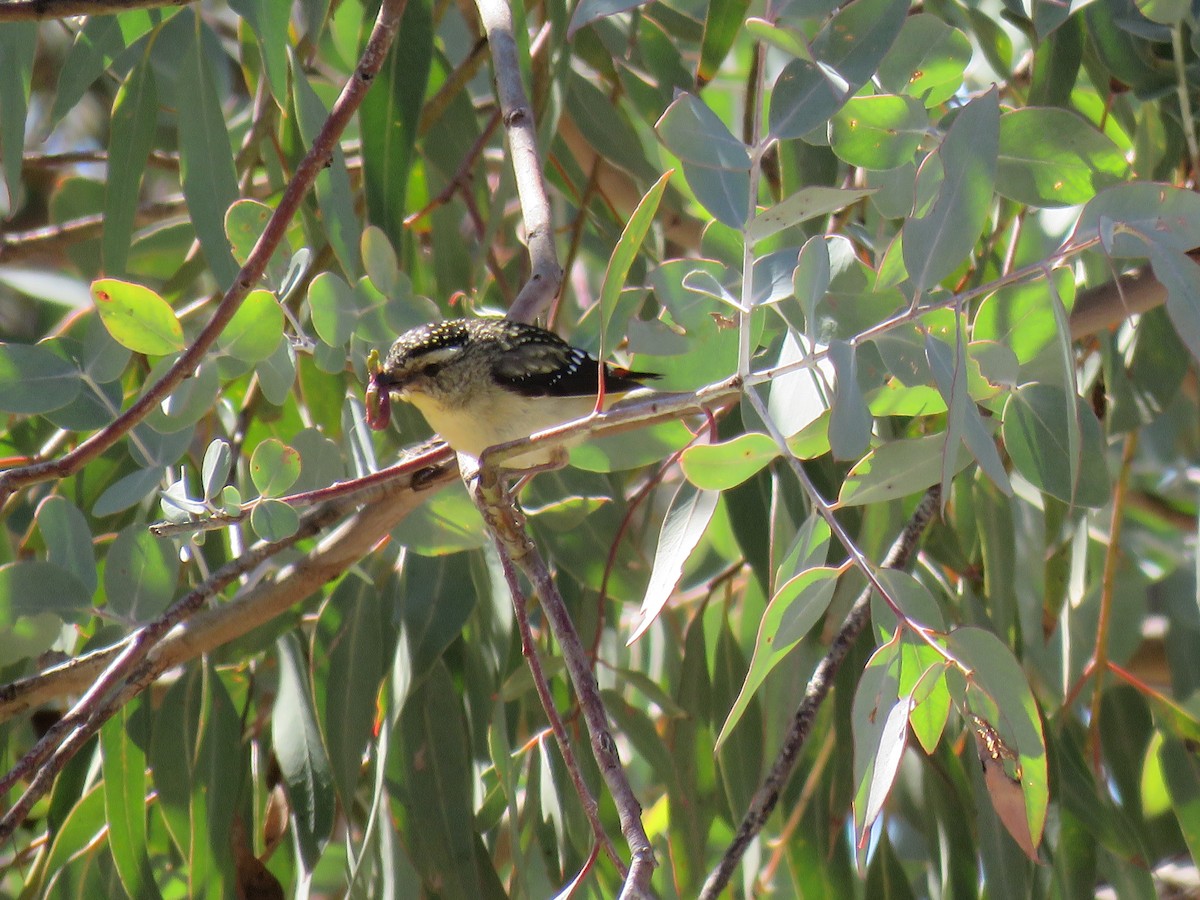 Spotted Pardalote - ML266471101