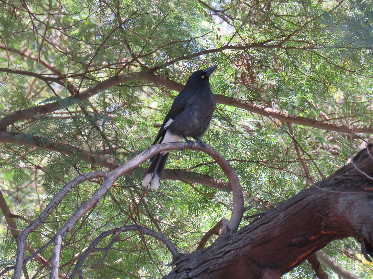 Pied Currawong - ML266473061