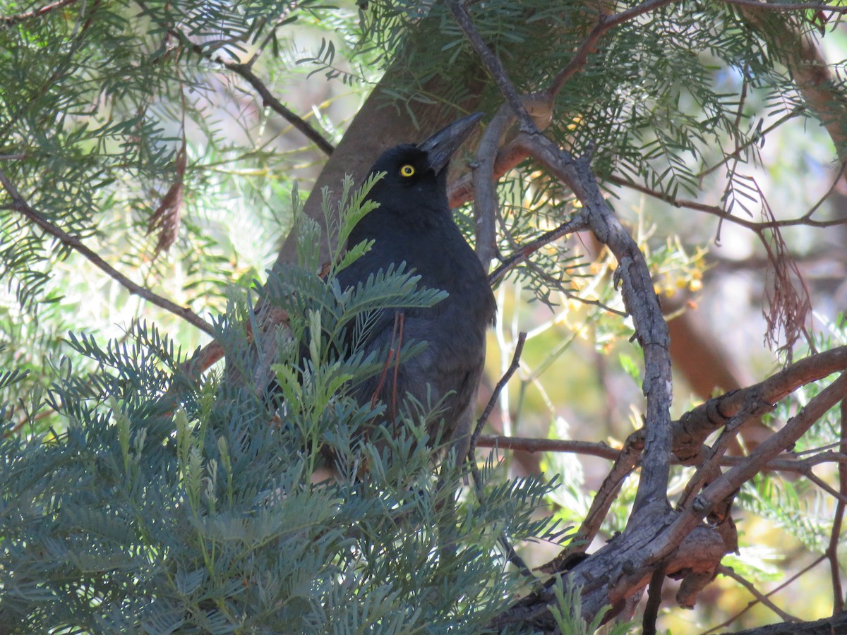 Pied Currawong - ML266473071