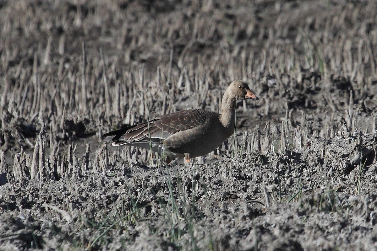 Greater White-fronted Goose - ML266473421